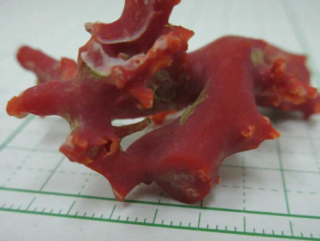 珊瑚　赤珊瑚　本血赤珊瑚　染色なし　ルース　原木 血赤珊瑚 ルース 高知県産血赤珊瑚の10mm玉 自分だけの